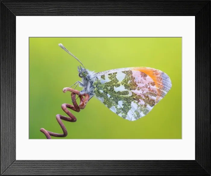 Framed Print : Anthocharis cardamines (Orange tip), Como province, Lombardy, Italy Framed Print : Anthocharis cardamines (Orange tip), Como province, Lombardy, Italy