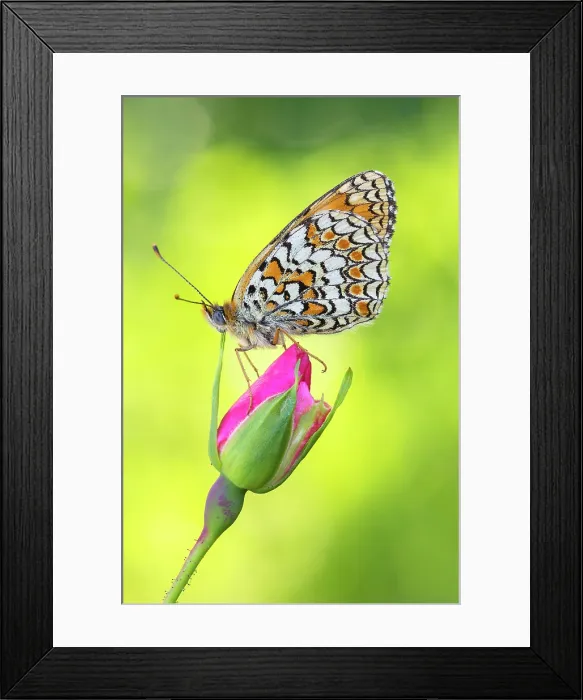 Framed Print : Melitaea phoebe (Knapweed fritillary), Como province, Lombardy, Italy Framed Print : Melitaea phoebe (Knapweed fritillary), Como province, Lombardy, Italy