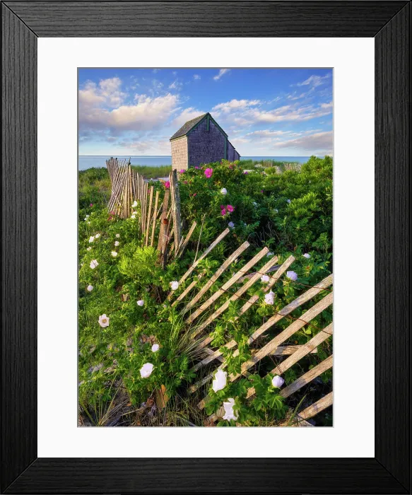 Framed Print : Beach roses at Foster Beach on Cape Cod, Chatham, Massachusetts, USA Framed Print : Beach roses at Foster Beach on Cape Cod, Chatham, Massachusetts, USA