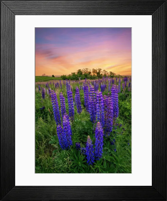 Framed Print : Deer in lupines at Fort Hill, Cape Cod, Eastham, Massachusetts, USA Framed Print : Deer in lupines at Fort Hill, Cape Cod, Eastham, Massachusetts, USA