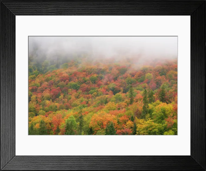 Framed Print : Fall folliage in fog, Dixville, New Hampshire, USA Framed Print : Fall folliage in fog, Dixville, New Hampshire, USA