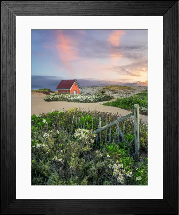 Framed Print : Oil house and beach fence surrounded by blooming beach plum flowers, Cape Cod, Provincetown Massachusetts, USA Framed Print : Oil house and beach fence surrounded by blooming beach plum flowers, Cape Cod, Provincetown Massachusetts, USA