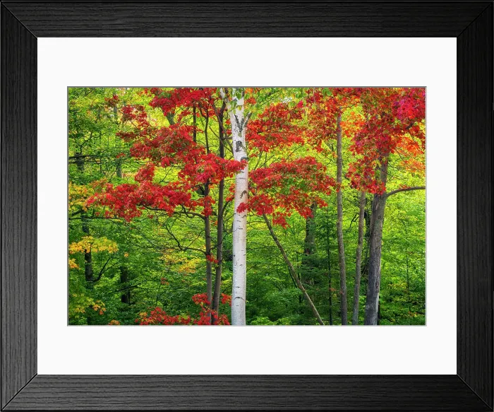 Framed Print : Birch tree in autumn, Gorham, New Hampshire, USA