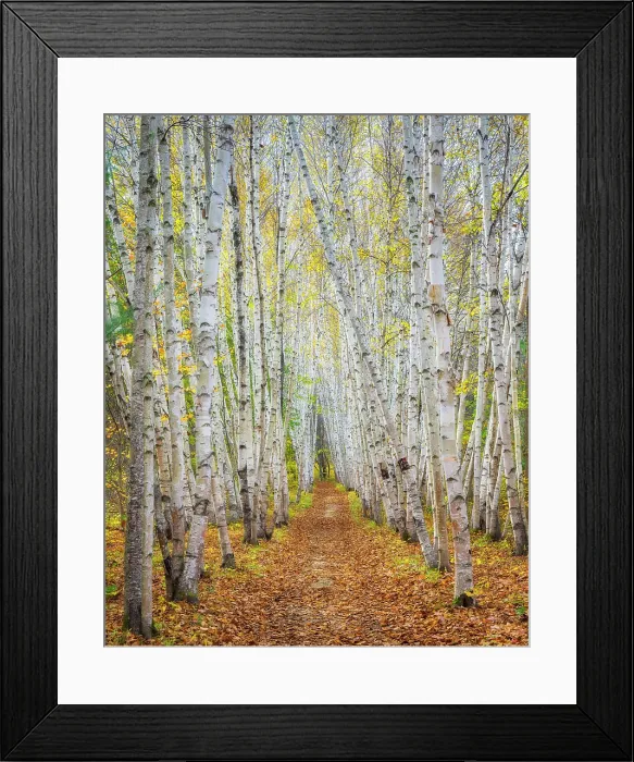 Framed Print : Path with birch trees in autumn, Campton, New Hampshire, USa