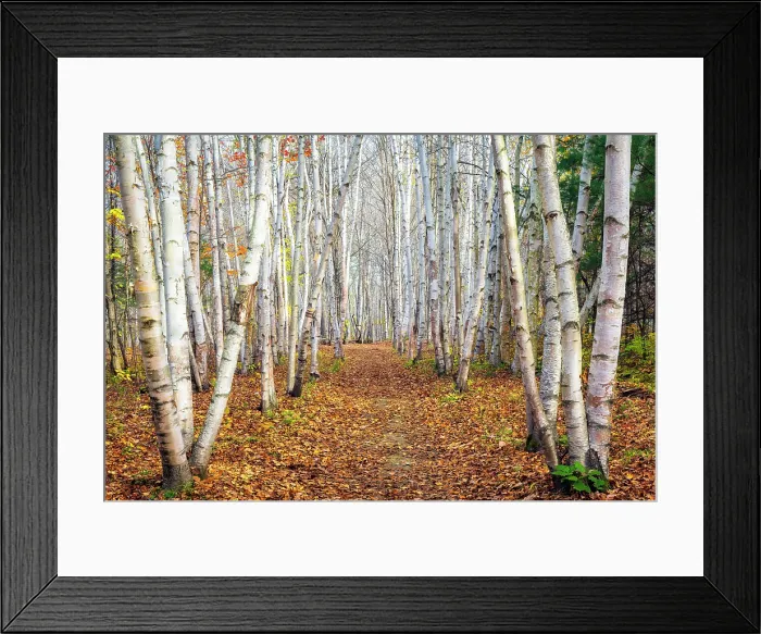 Framed Print : Path with birch trees in autumn, Campton, New Hampshire, USa Framed Print : Path with birch trees in autumn, Campton, New Hampshire, USa