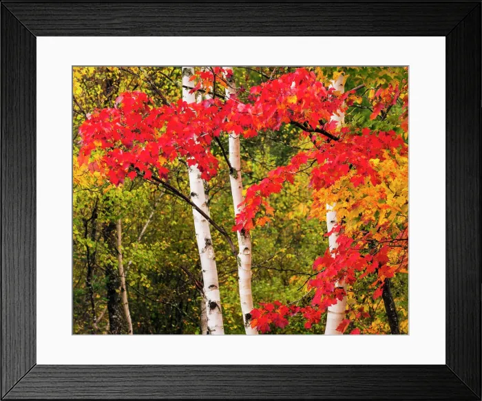 Framed Print : Birch trees in autumn, White Mountain National Forest, Hart's Location, New Hampshire, USA