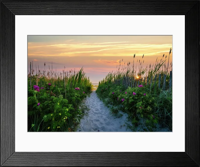 Framed Print : Beach path with beach roses on Cape Cod beach, Orleans, Massachusetts, USA Framed Print : Beach path with beach roses on Cape Cod beach, Orleans, Massachusetts, USA
