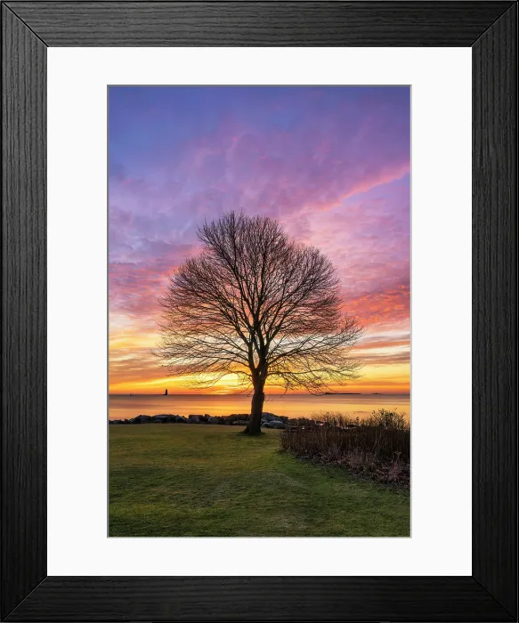 Framed Print : Tree profile at sunrise, Great Island Common, New Castle, New Hampshire, USA Framed Print : Tree profile at sunrise, Great Island Common, New Castle, New Hampshire, USA