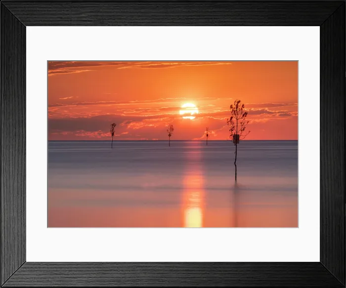 Framed Print : Sunset over Rock Harbor with clam trees, Cape Cod, Orleans, Massachusetts, USA Framed Print : Sunset over Rock Harbor with clam trees, Cape Cod, Orleans, Massachusetts, USA