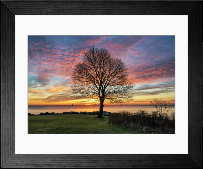 Framed Print : Tree profile at sunrise, Great Island Common, New Castle, New Hampshire, USA Framed Print : Tree profile at sunrise, Great Island Common, New Castle, New Hampshire, USA