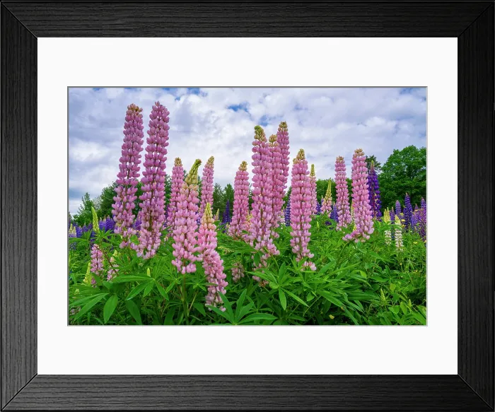 Framed Print : Lupines at Sugar Hill, White Mountain National Forest, New Hampshire, USA Framed Print : Lupines at Sugar Hill, White Mountain National Forest, New Hampshire, USA