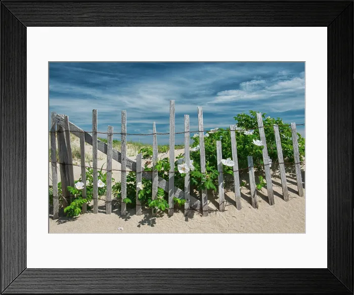 Framed Print : Beach roses on beach fence on Cape Cod, Race Point Beach, Provincetown, Massachusetts, USA Framed Print : Beach roses on beach fence on Cape Cod, Race Point Beach, Provincetown, Massachusetts, USA