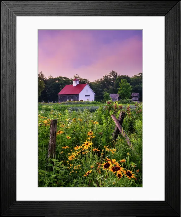Framed Print : Sunrise at Muster Field Farm and gardens, North Sutton, New Hampshire, USA Framed Print : Sunrise at Muster Field Farm and gardens, North Sutton, New Hampshire, USA