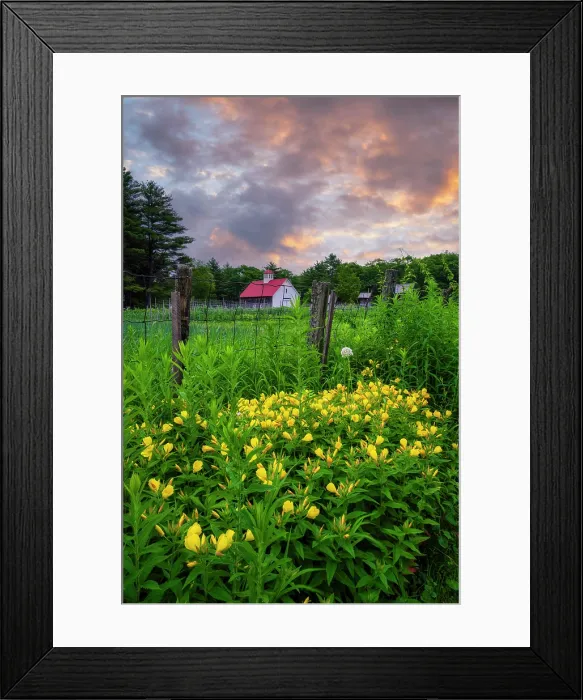 Framed Print : Evening primose at sunrise on a farm in North Sutton, New Hampshire, USA Framed Print : Evening primose at sunrise on a farm in North Sutton, New Hampshire, USA
