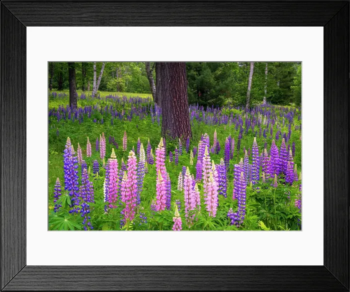 Framed Print : Lupines around tree, Pearl Lake, White Mountain National Forest, New Hampshire, USA Framed Print : Lupines around tree, Pearl Lake, White Mountain National Forest, New Hampshire, USA
