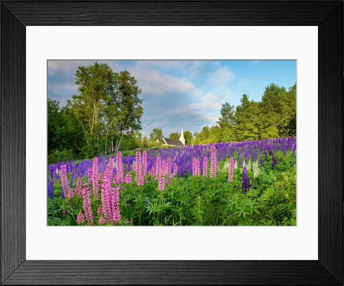 Framed Print : Pink lupines in Sugar Hill with St Matthews Chapel, Sugar Hill, New Hampshire, USA Framed Print : Pink lupines in Sugar Hill with St Matthews Chapel, Sugar Hill, New Hampshire, USA