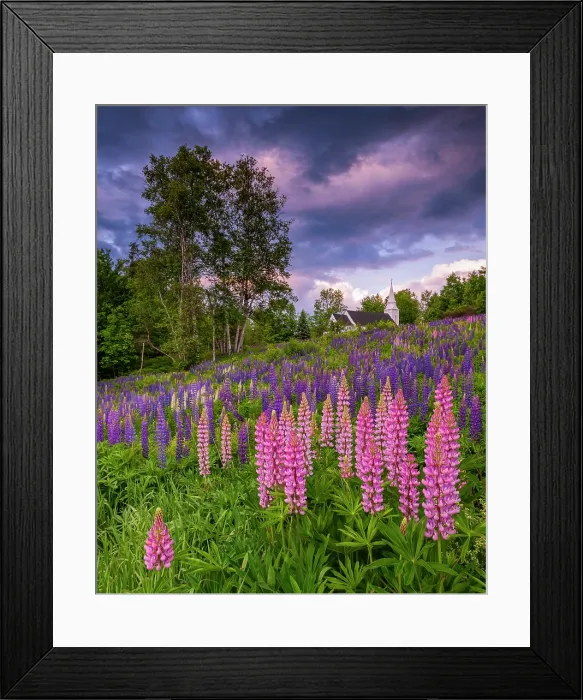 Framed Print : Pink lupines at sunrise in Sugar Hill with St Matthews Chapel, Sugar Hill, New Hampshire, USA Framed Print : Pink lupines at sunrise in Sugar Hill with St Matthews Chapel, Sugar Hill, New Hampshire, USA