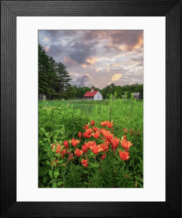 Framed Print : Siberian lilies at sunrise on a farm in North Sutton, New Hampshire, USA