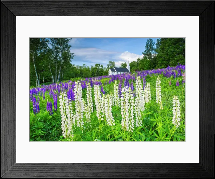 Framed Print : White lupines at Sugar Hill with St Matthews Chapel, Sugar Hill, New Hampshire, USA Framed Print : White lupines at Sugar Hill with St Matthews Chapel, Sugar Hill, New Hampshire, USA