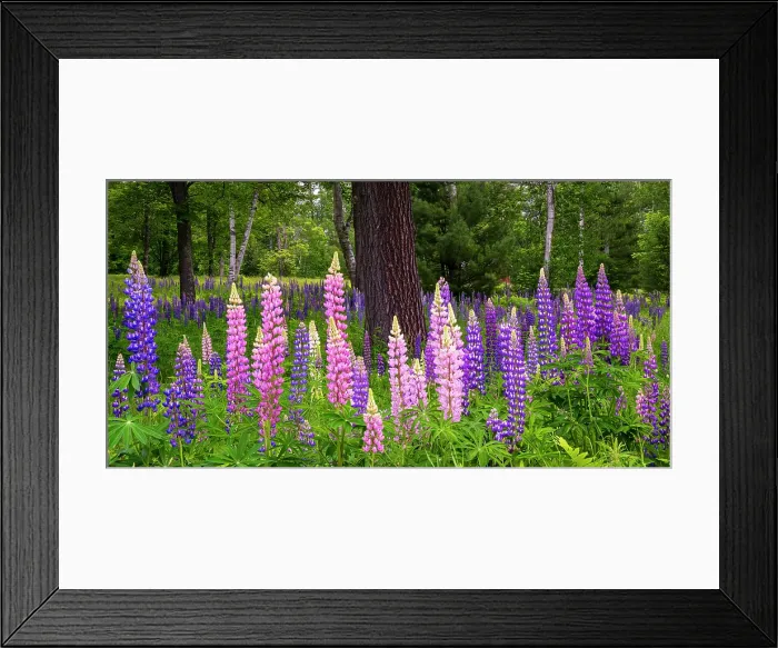 Framed Print : Lupines around tree, Pearl Lake, White Mountain National Forest, New Hampshire, USA Framed Print : Lupines around tree, Pearl Lake, White Mountain National Forest, New Hampshire, USA