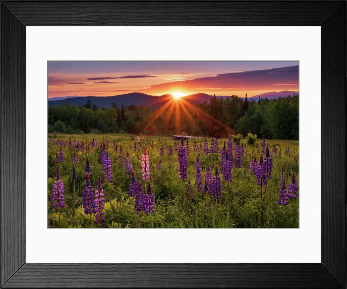 Framed Print : Sunrise over lupine field, Sugar Hill, White Mountain National Forest, New Hampshire, USA Framed Print : Sunrise over lupine field, Sugar Hill, White Mountain National Forest, New Hampshire, USA