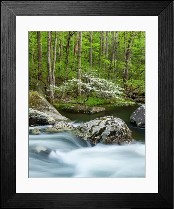 Framed Print : Flowering Dogwood tree, Great Smoky Mountains, Tennessee, USA Framed Print : Flowering Dogwood tree, Great Smoky Mountains, Tennessee, USA