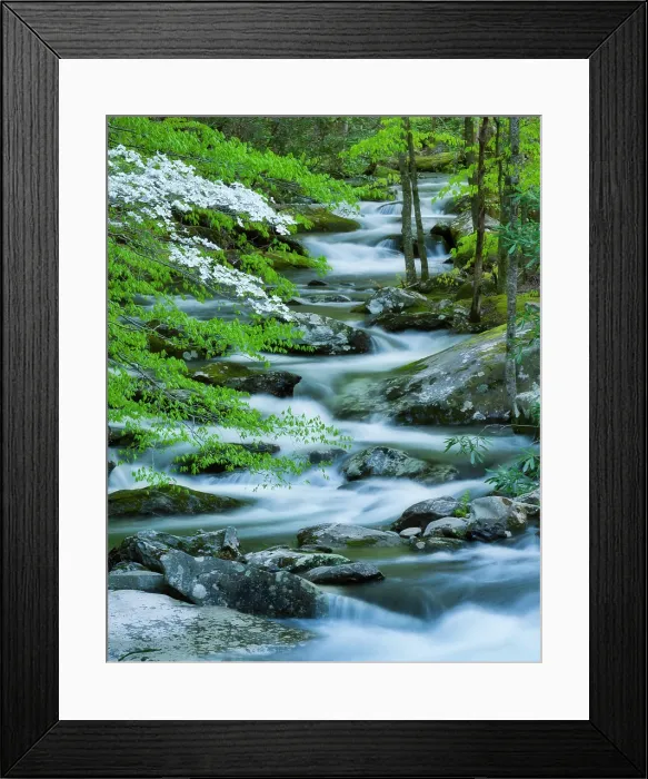 Framed Print : Flowering Dogwood tree, Great Smoky Mountains, Tennessee, USA Framed Print : Flowering Dogwood tree, Great Smoky Mountains, Tennessee, USA