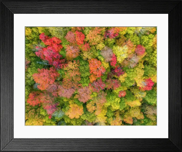 Framed Print : Top-down view of fall foliage at peak, Groton State Forest, Vermont, USA Framed Print : Top-down view of fall foliage at peak, Groton State Forest, Vermont, USA