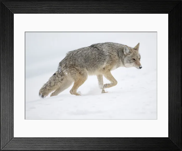 Framed Print : Coyote walking in snow, Yellowstone National Park, Wyoming, USA
