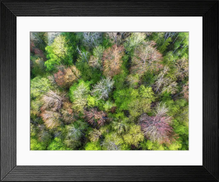 Framed Print : Top-down view of spring colors, Groton State Forest, Vermont, USA Framed Print : Top-down view of spring colors, Groton State Forest, Vermont, USA