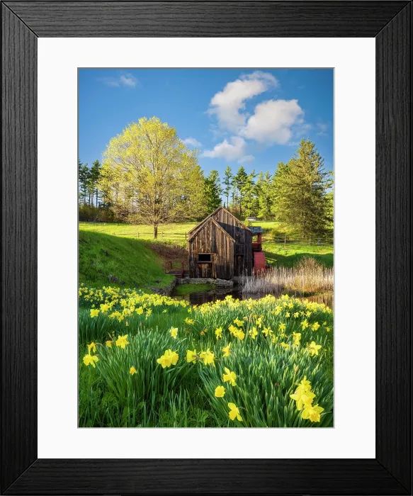 Framed Print : The Old Guildall Grist Mill with yellow daffodils, Northeast Kingdom, Guildhall, Vermont, USA Guildhall, Vermont, USA