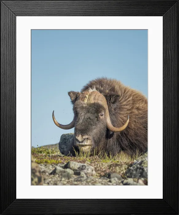 Framed Print : Muskox bull (Ovibos moschatus), Nunavik, Quebec, Canada Framed Print : Muskox bull (Ovibos moschatus), Nunavik, Quebec, Canada