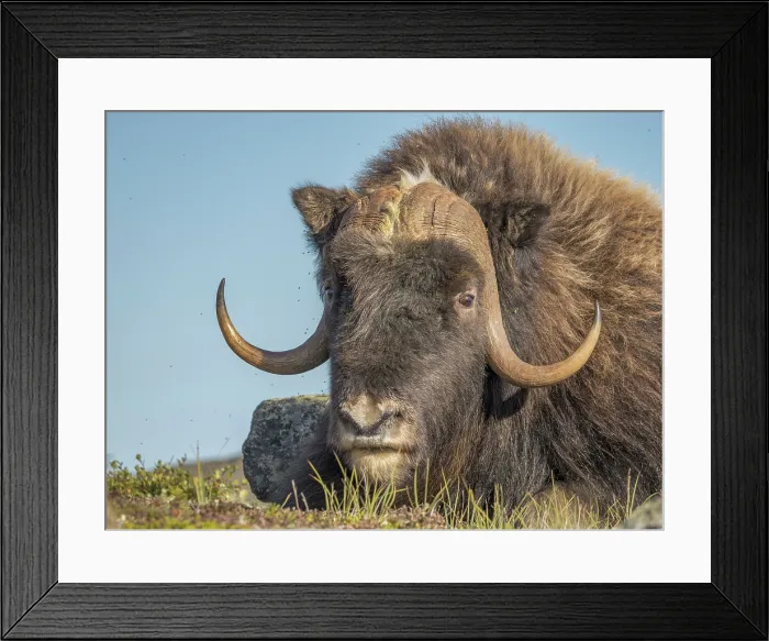 Framed Print : Muskox bull (Ovibos moschatus), Nunavik, Quebec, Canada Framed Print : Muskox bull (Ovibos moschatus), Nunavik, Quebec, Canada