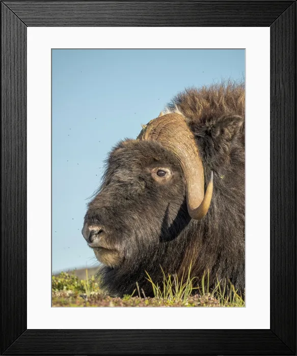 Framed Print : Muskox bull (Ovibos moschatus), Nunavik, Quebec, Canada Framed Print : Muskox bull (Ovibos moschatus), Nunavik, Quebec, Canada