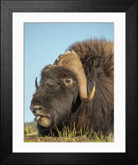 Framed Print : Muskox bull (Ovibos moschatus), Nunavik, Quebec, Canada Framed Print : Muskox bull (Ovibos moschatus), Nunavik, Quebec, Canada