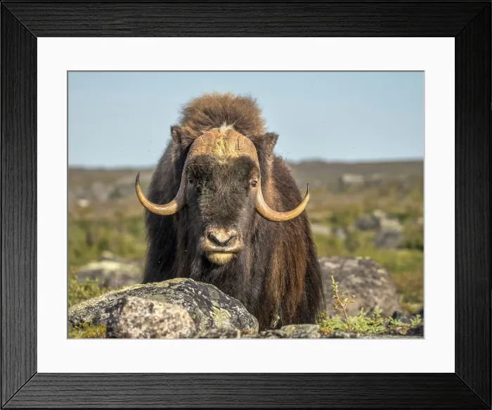Framed Print : Muskox bull (Ovibos moschatus), Nunavik, Quebec, Canada Framed Print : Muskox bull (Ovibos moschatus), Nunavik, Quebec, Canada