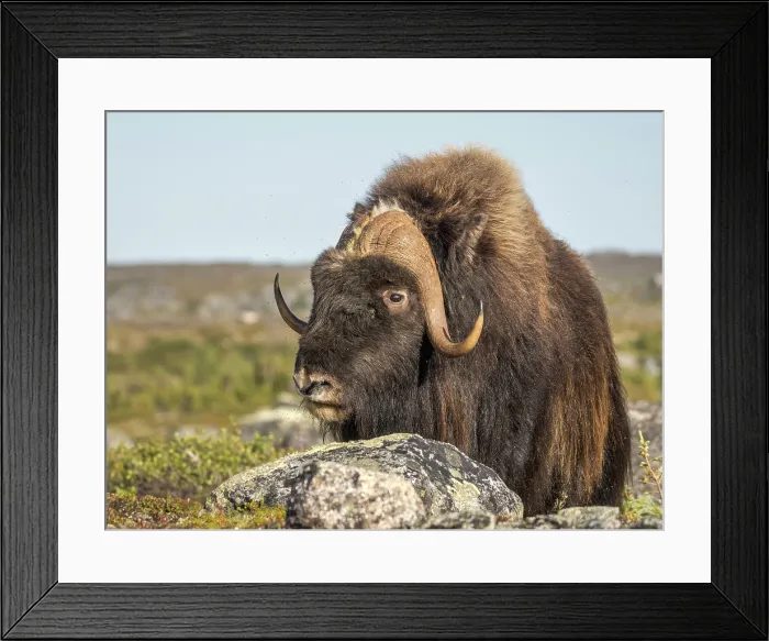 Framed Print : Muskox bull (Ovibos moschatus), Nunavik, Quebec, Canada Framed Print : Muskox bull (Ovibos moschatus), Nunavik, Quebec, Canada
