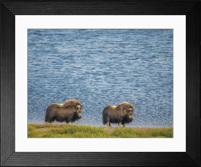Framed Print : Muskox (Ovibos moschatus), Nunavik, Quebec, Canada Framed Print : Muskox (Ovibos moschatus), Nunavik, Quebec, Canada