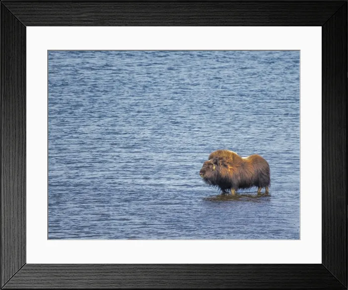 Framed Print : Muskox (Ovibos moschatus) young bull standing in lake, Nunavik, Quebec, Canada Framed Print : Muskox (Ovibos moschatus) young bull standing in lake, Nunavik, Quebec, Canada