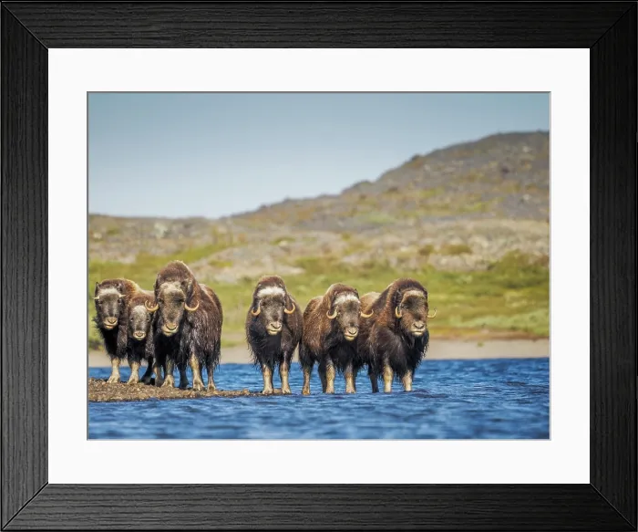 Framed Print : Muskox (Ovibos moschatus) herd at lake, Nunavik, Quebec, Canada Framed Print : Muskox (Ovibos moschatus) herd at lake, Nunavik, Quebec, Canada