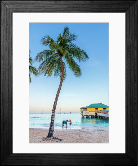 Framed Print : West Indies, Barbados, Bridgetown, Carlisle Bay, Pebbles Beach, Racehorses from nearby Garrison Savannah Racecourse enjoying their daily bath Framed Print : West Indies, Barbados, Bridgetown, Carlisle Bay, Pebbles Beach, Racehorses from nearby Garrison Savannah Racecourse enjoying their daily bath