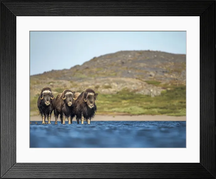 Framed Print : Muskox (Ovibos moschatus) herd at lake, Nunavik, Quebec, Canada Framed Print : Muskox (Ovibos moschatus) herd at lake, Nunavik, Quebec, Canada