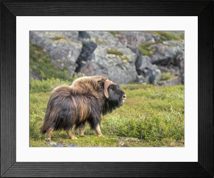 Framed Print : Muskox (Ovibos moschatus) family at a small lake in Nunavik, Quebec Framed Print : Muskox (Ovibos moschatus) family at a small lake in Nunavik, Quebec