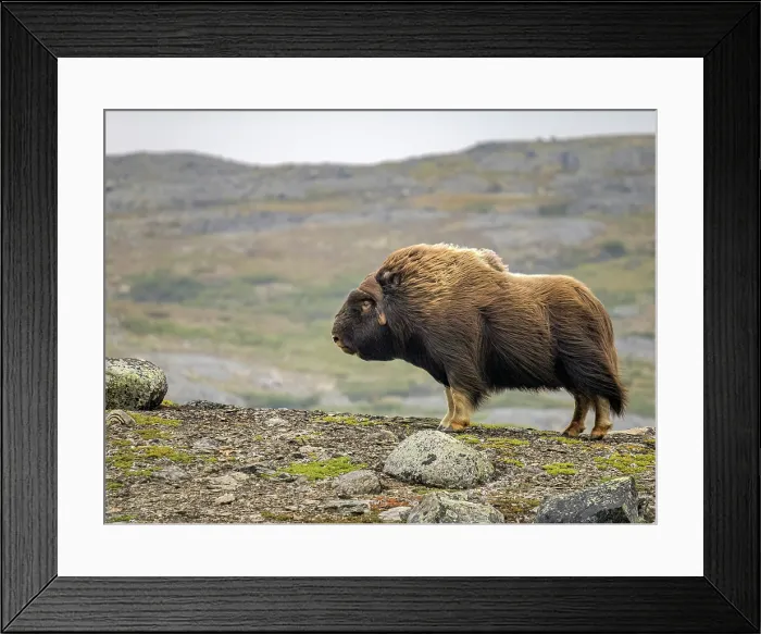 Framed Print : Muskox (Ovibos moschatus) facing into strong winds on the tundra in Nunavik, Quebec Framed Print : Muskox (Ovibos moschatus) facing into strong winds on the tundra in Nunavik, Quebec