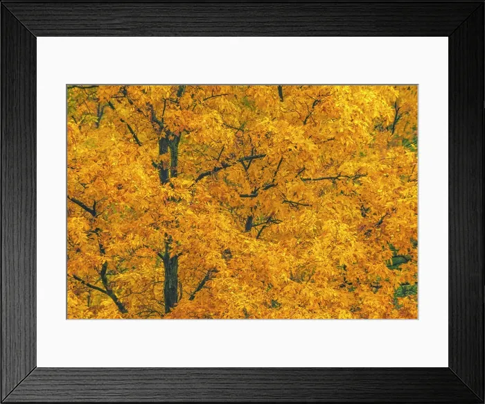 Framed Print : Bitternut Hickory (Carya cordiformis) in Autumn, Muskoka, Ontario, Canada Framed Print : Bitternut Hickory (Carya cordiformis) in Autumn, Muskoka, Ontario, Canada