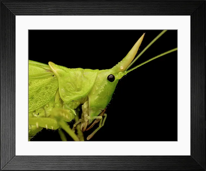 Framed Print : Rhinoceros Katydid (Copiphora rhinoceros) near Turrialba, Costa Rica Framed Print : Rhinoceros Katydid (Copiphora rhinoceros) near Turrialba, Costa Rica