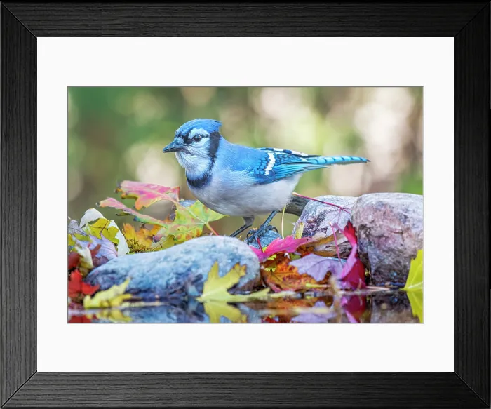 Framed Print : Blue Jay (Cyanocitta cristata) at pond edge, Thornton, Ontario, Canada Framed Print : Blue Jay (Cyanocitta cristata) at pond edge, Thornton, Ontario, Canada