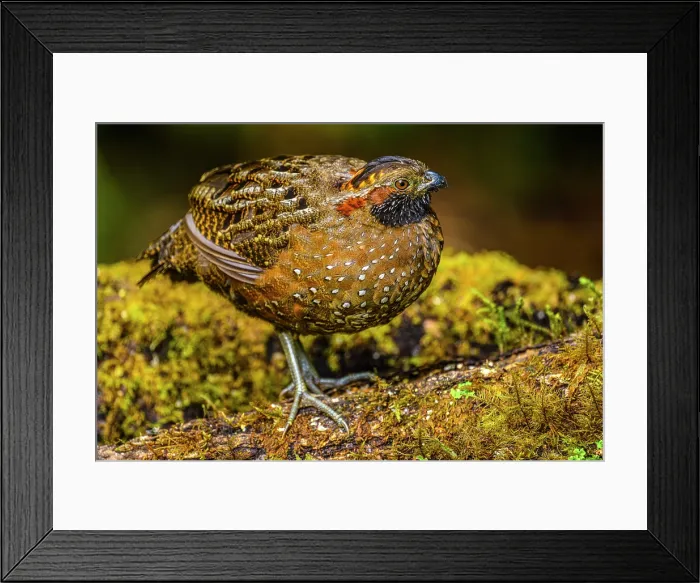 Framed Print : Spotted Wood-Quail (Odontophorus guttatus), Gema del Bosque hotel, Cartago Province, Costa Rica Framed Print : Spotted Wood-Quail (Odontophorus guttatus), Gema del Bosque hotel, Cartago Province, Costa Rica