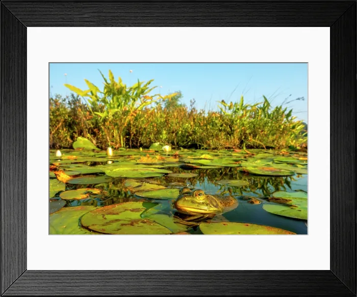 Framed Print : Bullfrog (Lithobates catesbeiana) in wetland on Horseshoe Lake, Muskoka, Ontario, Canada Framed Print : Bullfrog (Lithobates catesbeiana) in wetland on Horseshoe Lake, Muskoka, Ontario, Canada