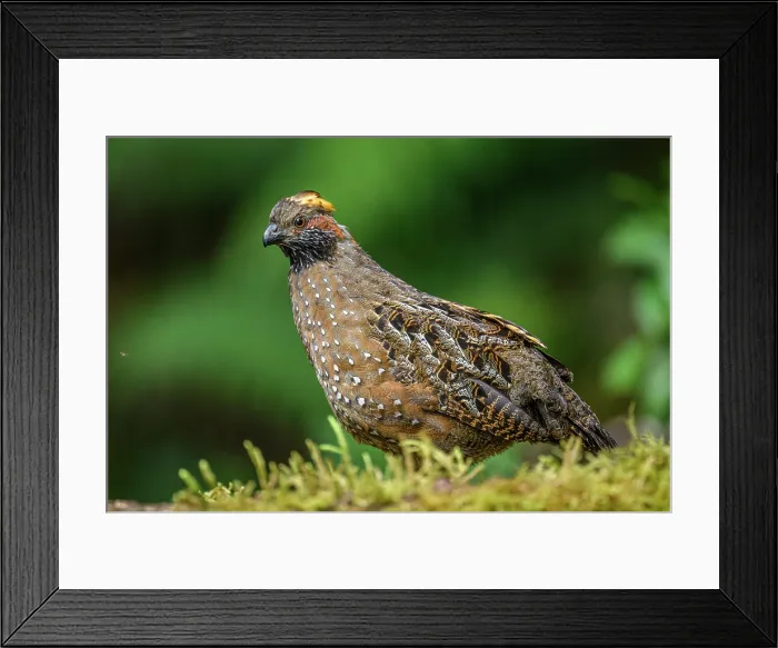 Framed Print : Spotted Wood-Quail (Odontophorus guttatus) Framed Print : Spotted Wood-Quail (Odontophorus guttatus)